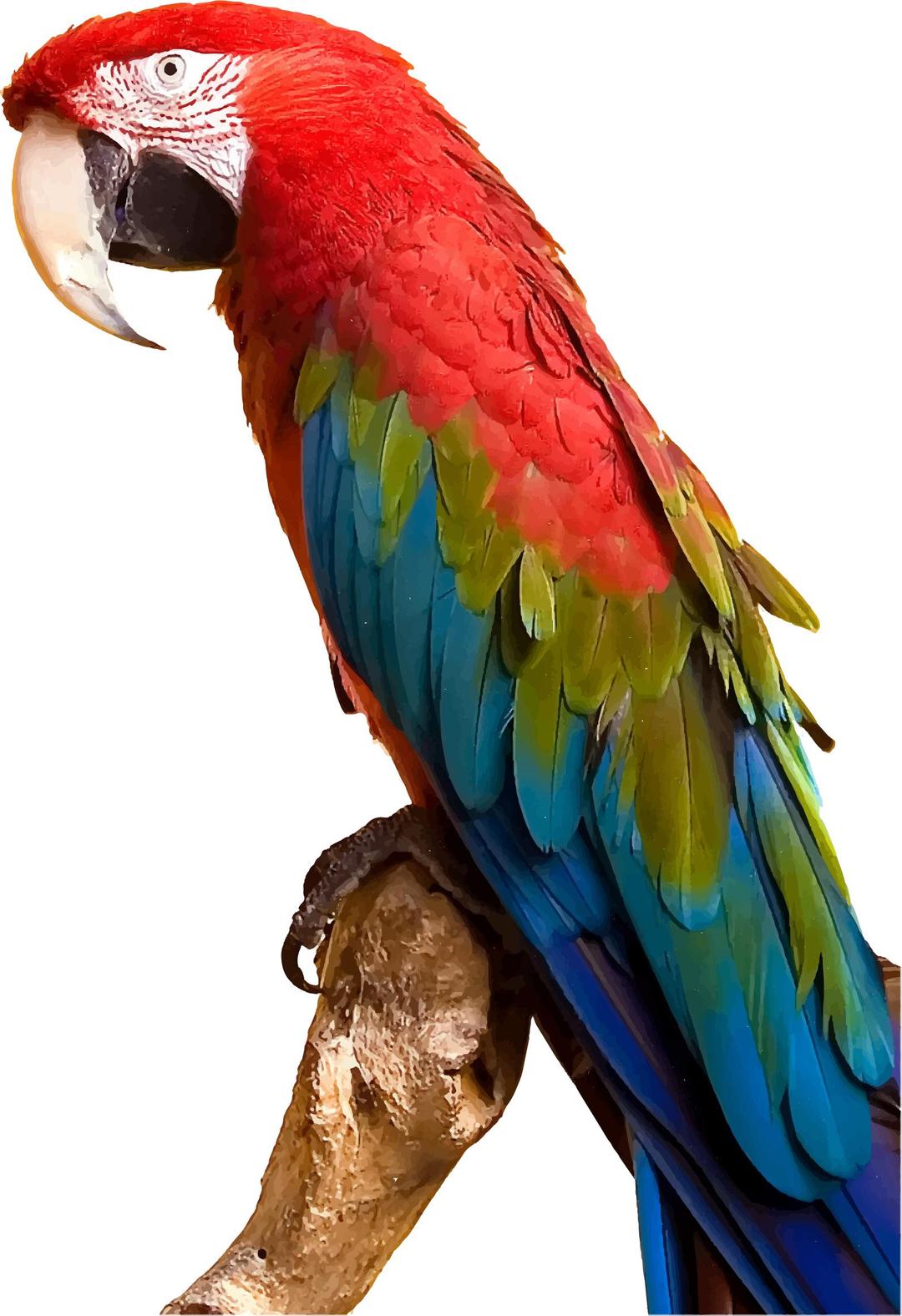 Colorful Parrot png transparent