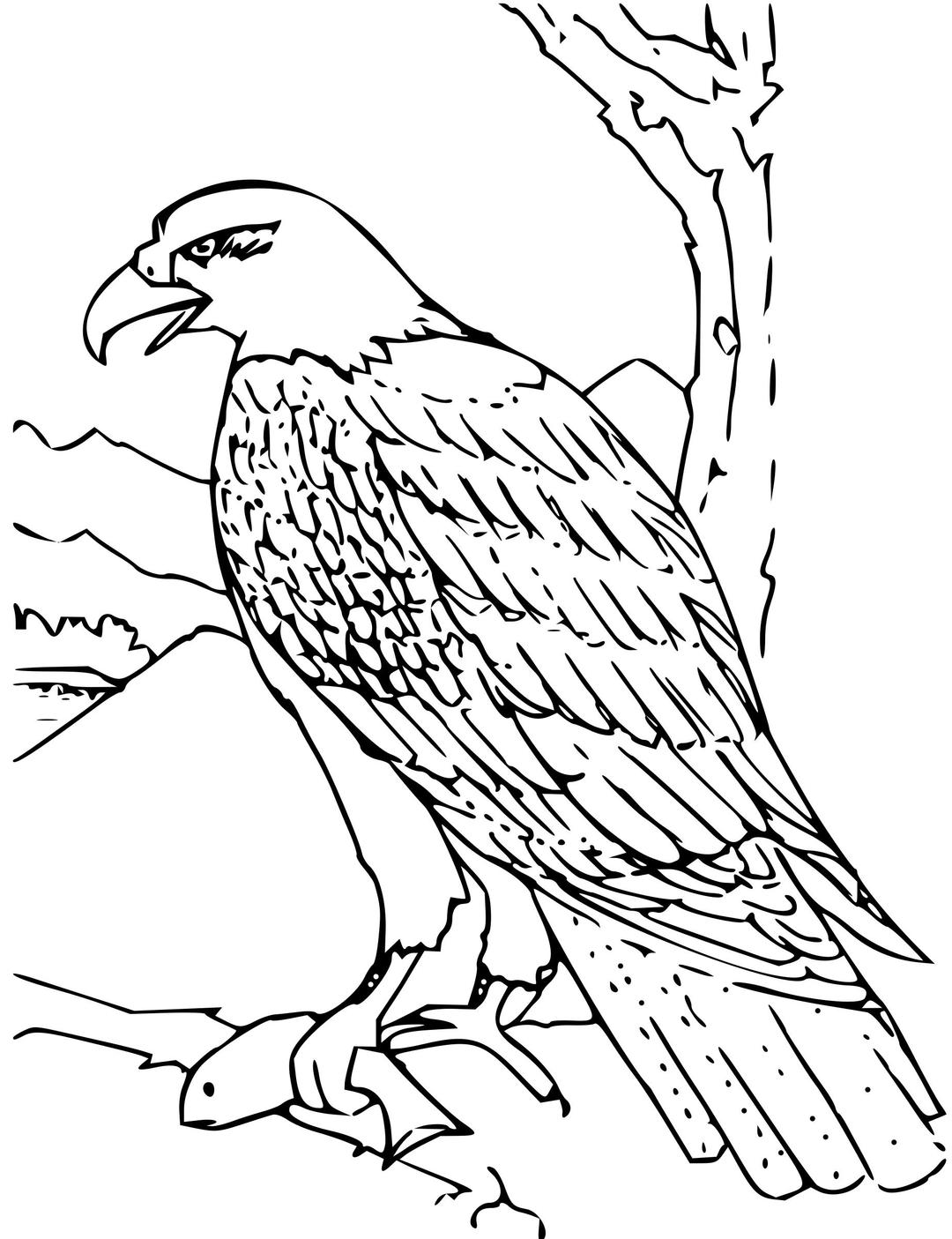 Coloring Book Bald Eagle png transparent