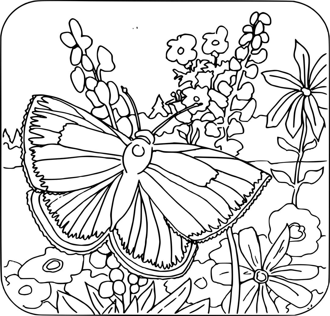 Coloring Book - Butterfly png transparent