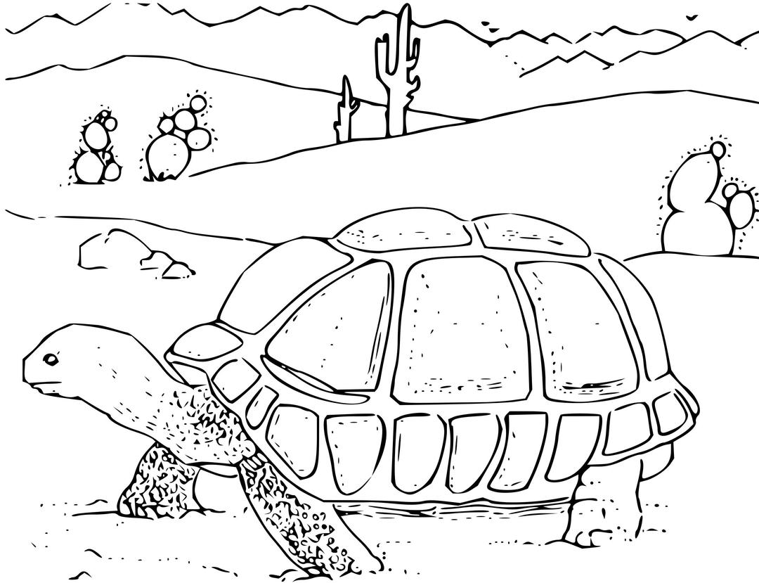 Coloring Book Desert Tortoise png transparent