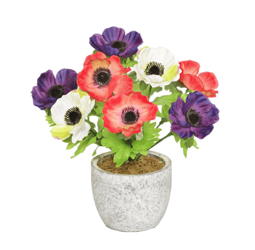 Colourful Anemones In A Pot png transparent