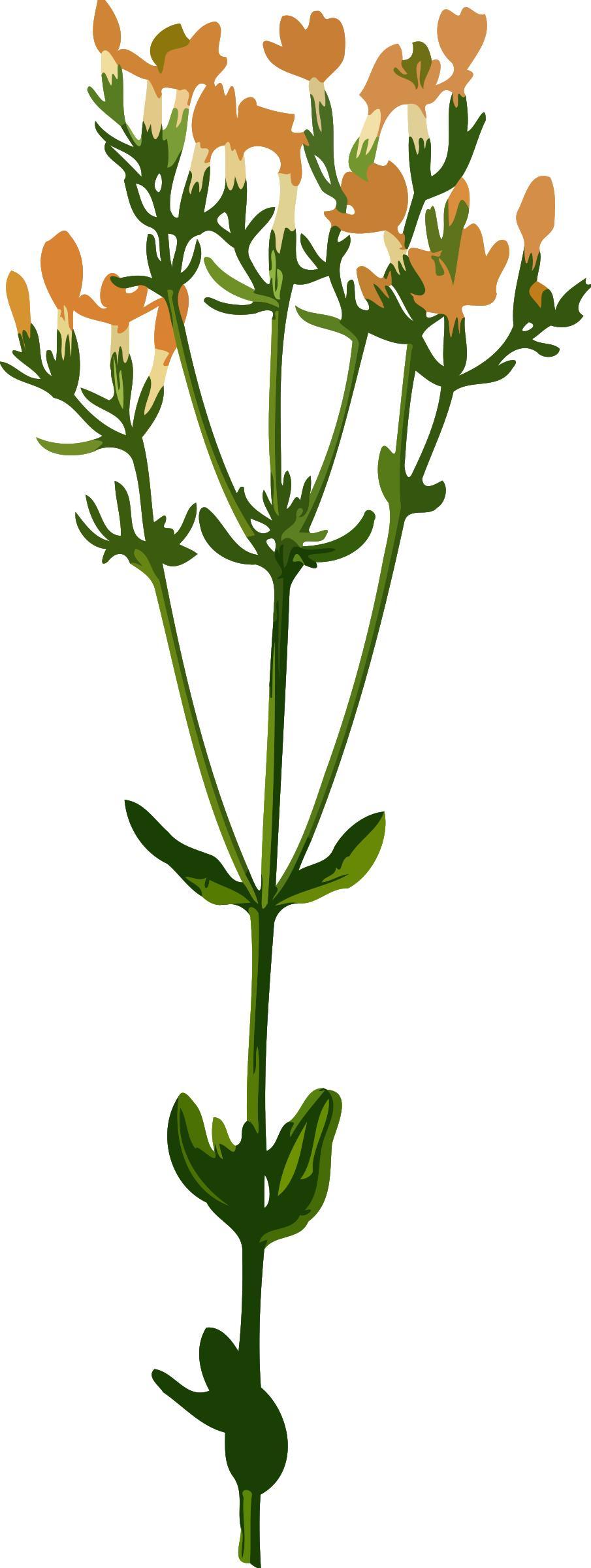 Common centaury (low resolution) png transparent