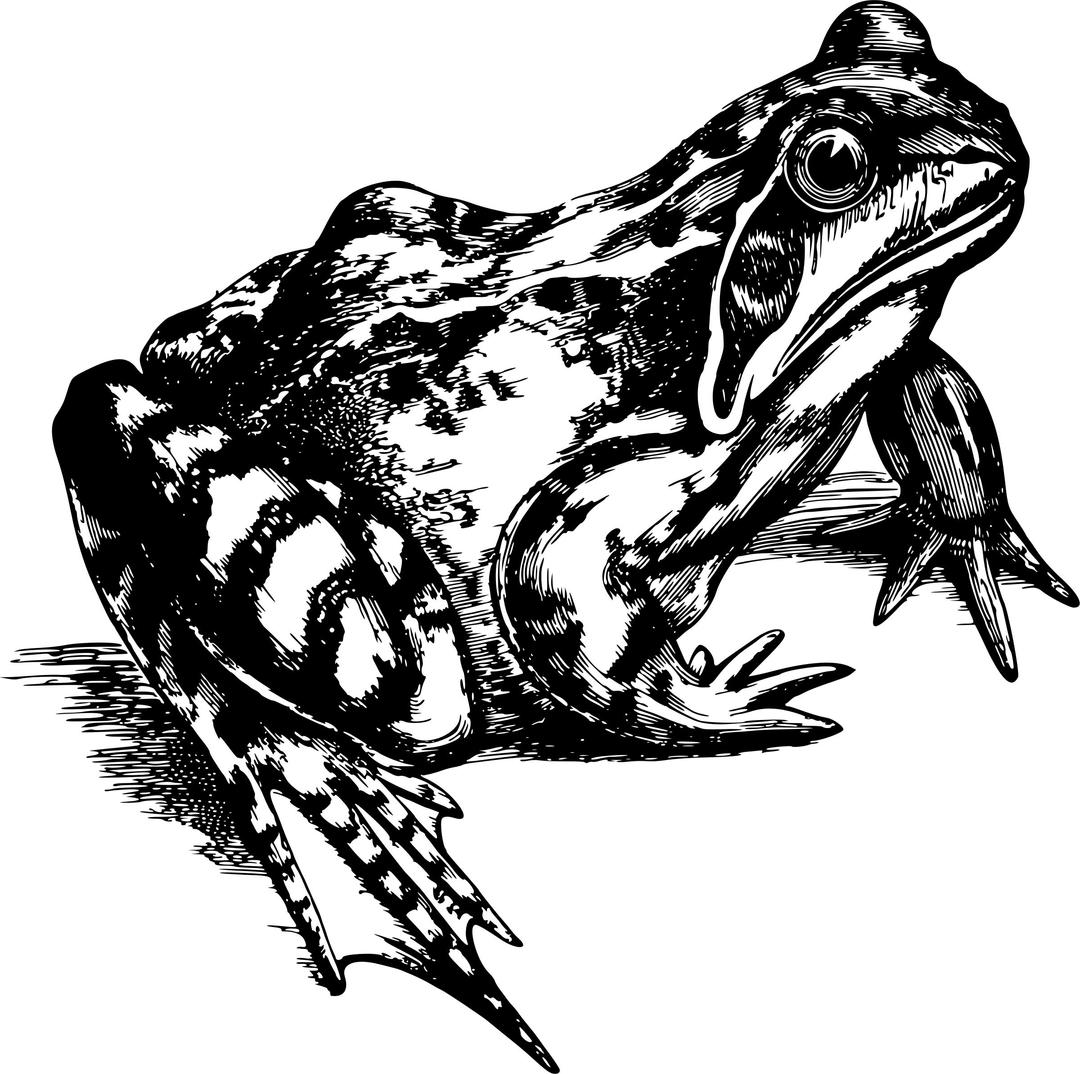 Common frog png transparent