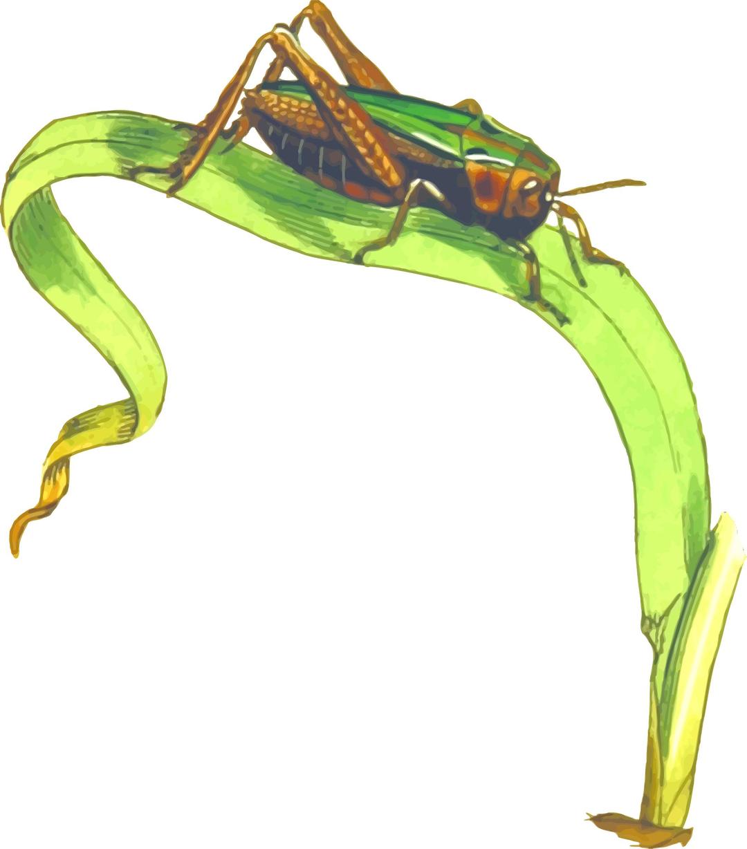 Common green grasshopper png transparent