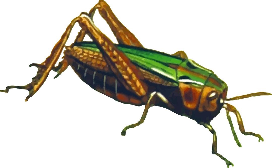 Common green grasshopper (isolated) png transparent