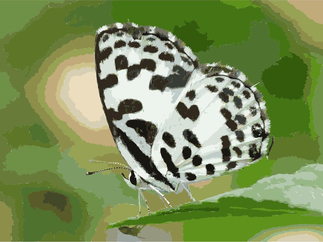 Common Pierrot Castalius rosimon by kadavoor png transparent