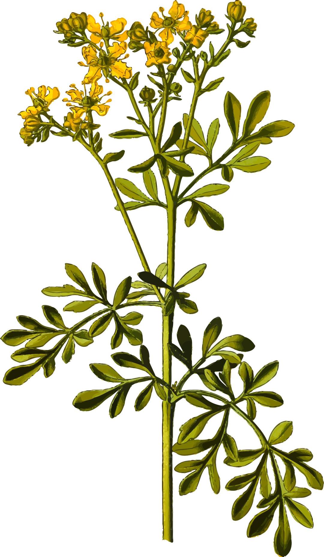 Common rue (detailed) png transparent