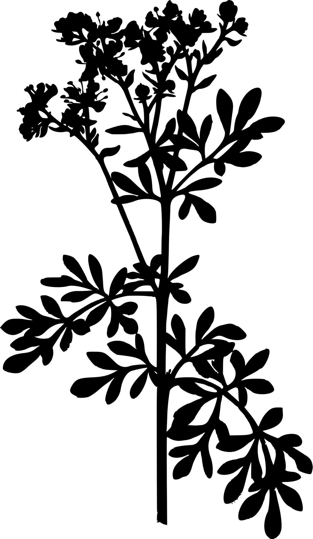 Common rue (silhouette) png transparent