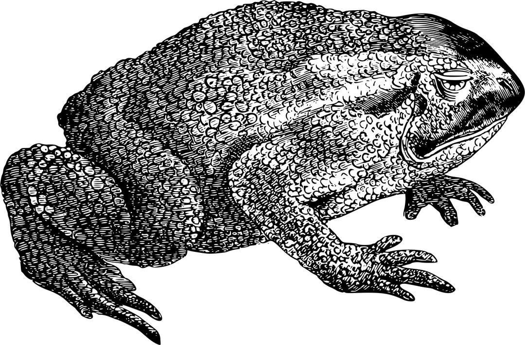 Common toad png transparent