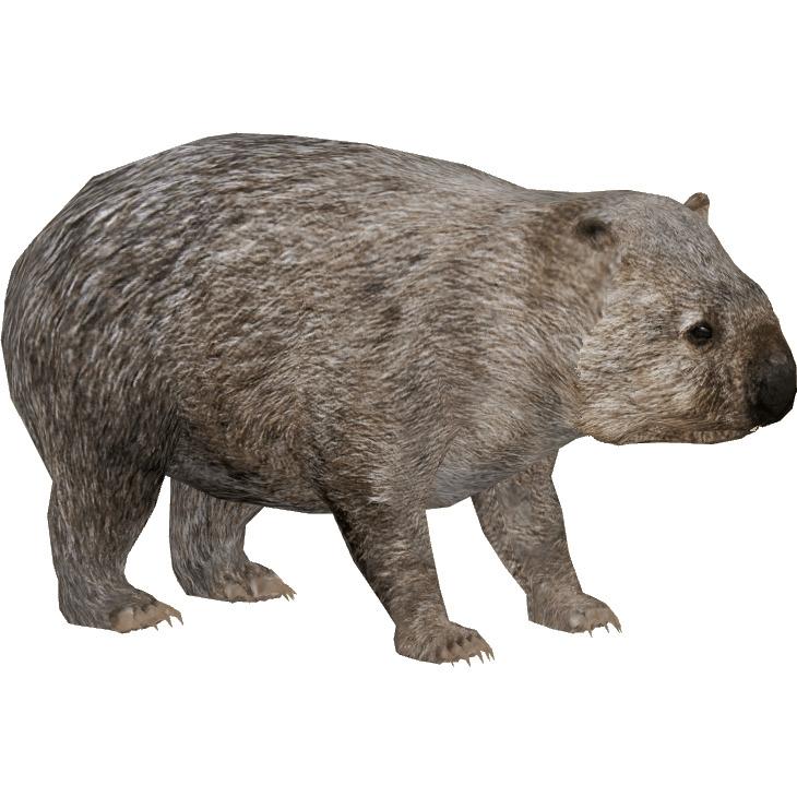 Common Wombat png transparent