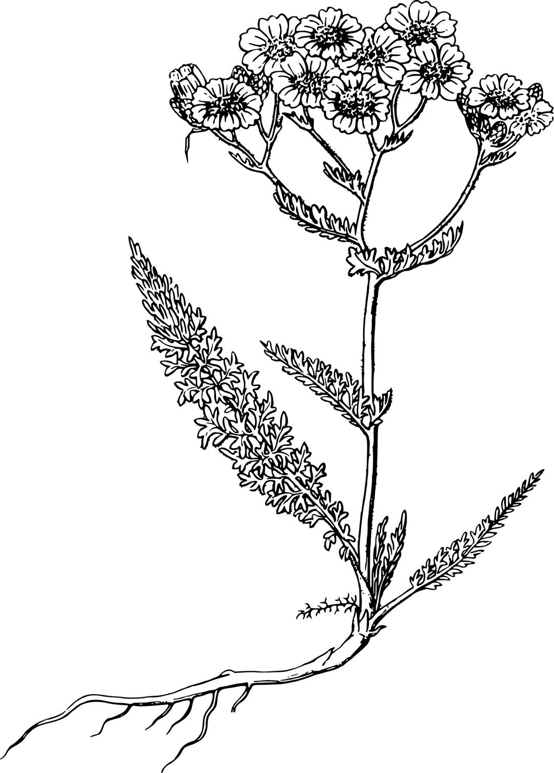 Common yarrow png transparent