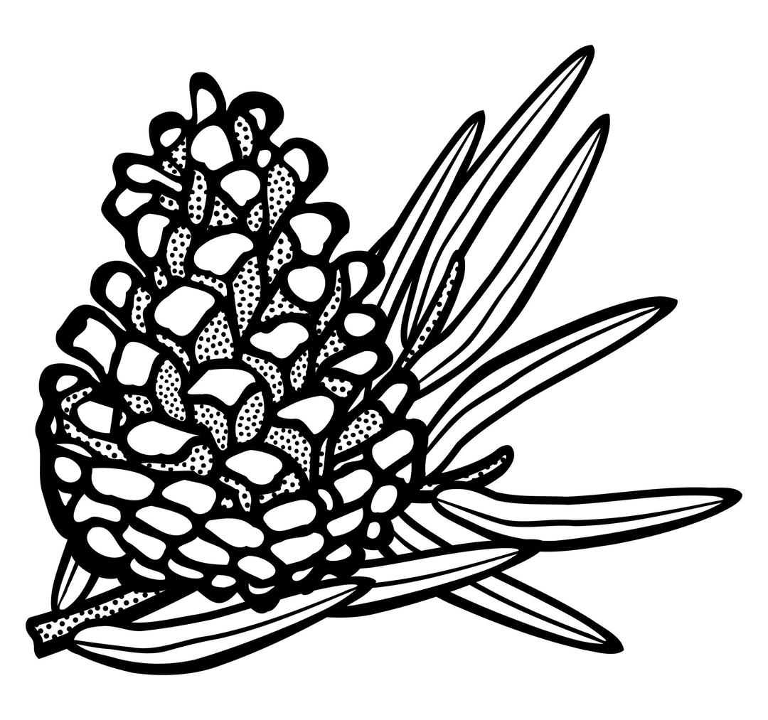 conifer cone - lineart png transparent