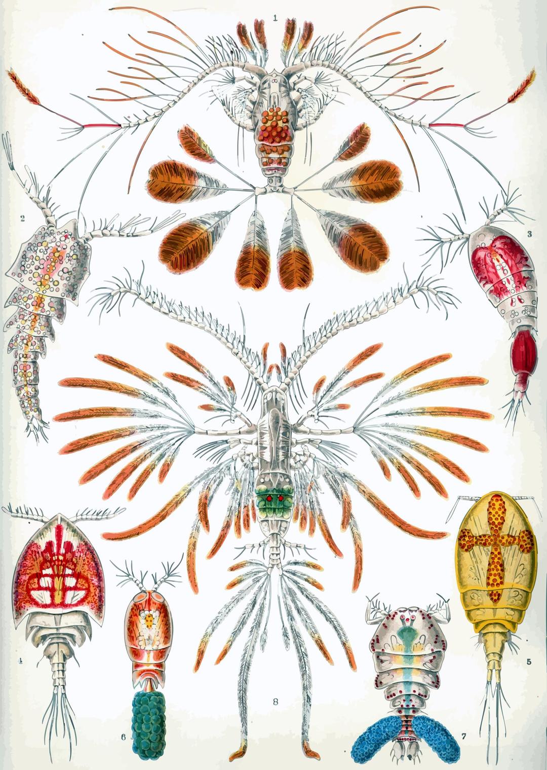 Copepoda png transparent