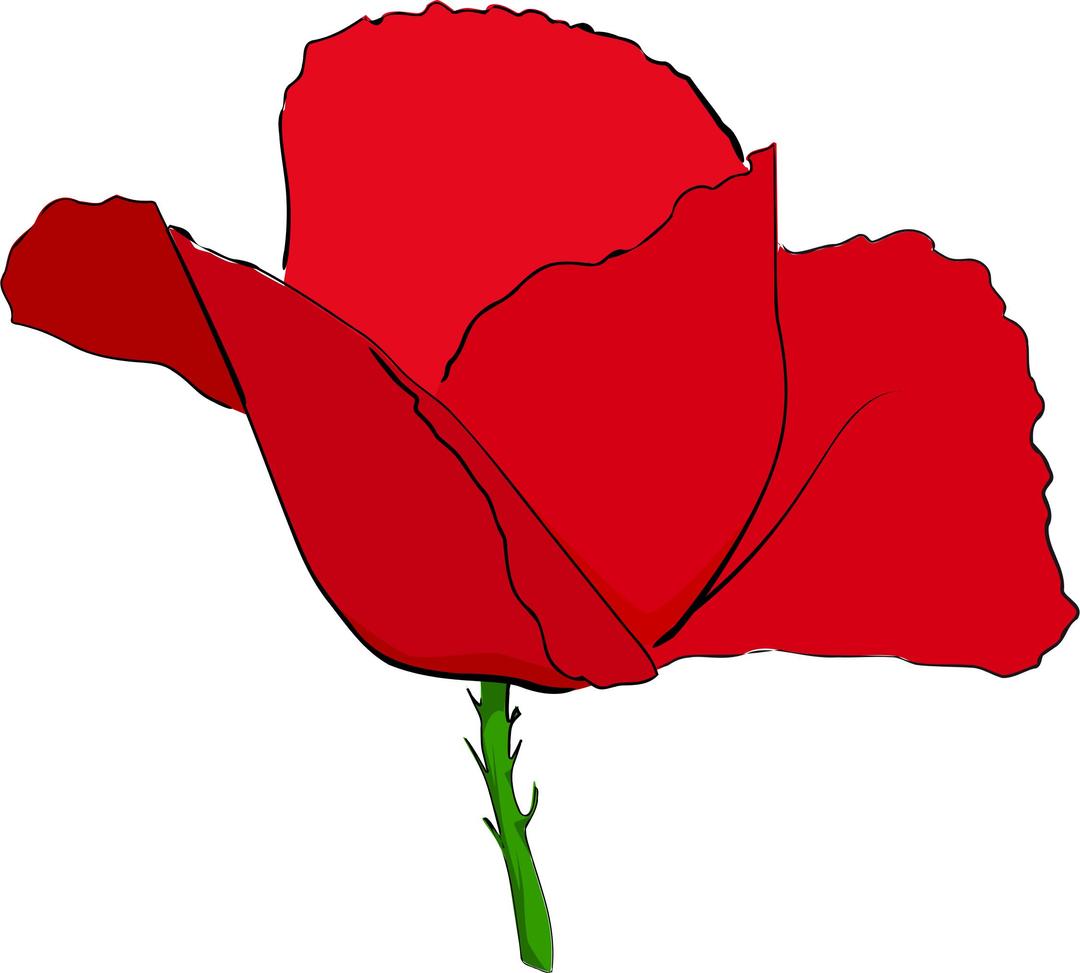 Coquelicot rouge - Red poppy png transparent