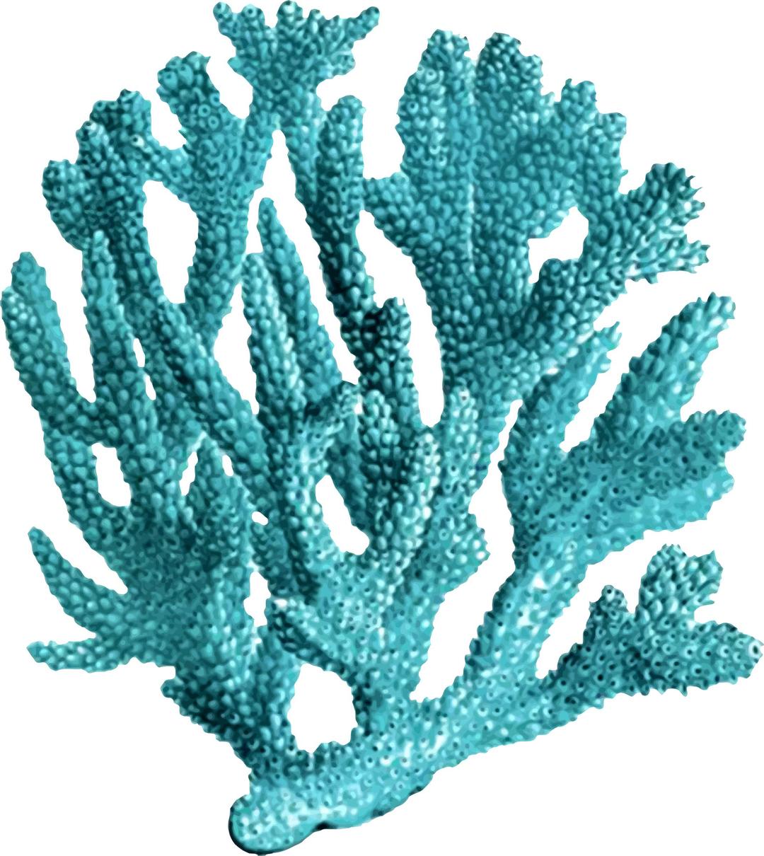 Coral 3 png transparent