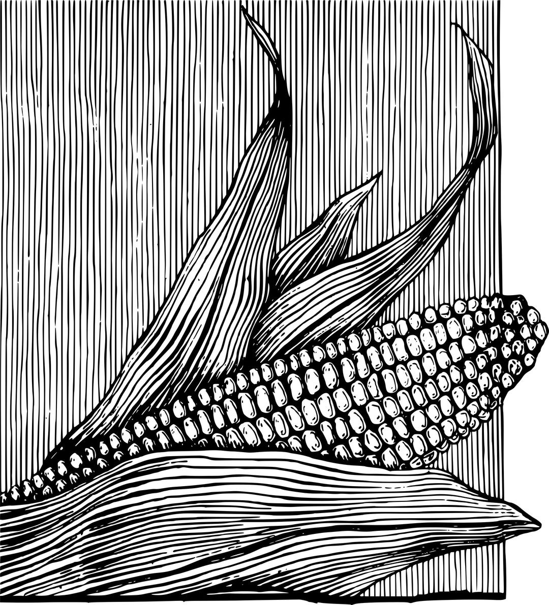 Corn on the Cob png transparent