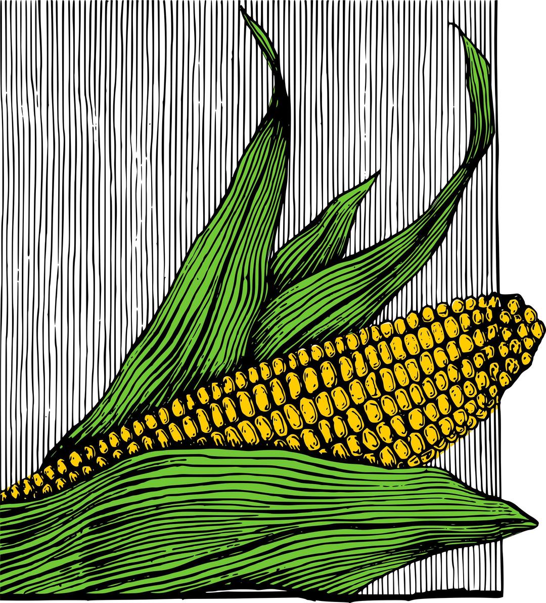 Corn on the Cob - Colour png transparent