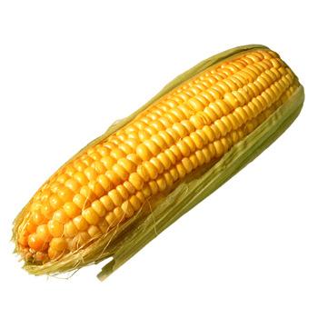 Corn Solo Leaves png transparent