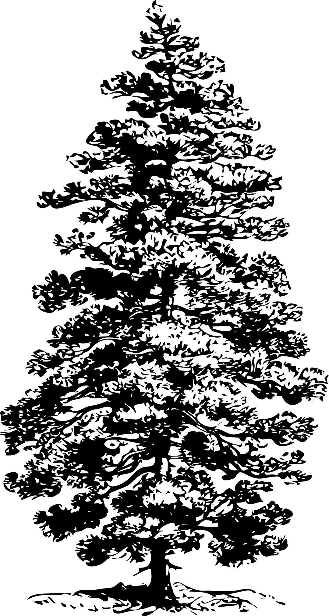 Corsican Pine png transparent