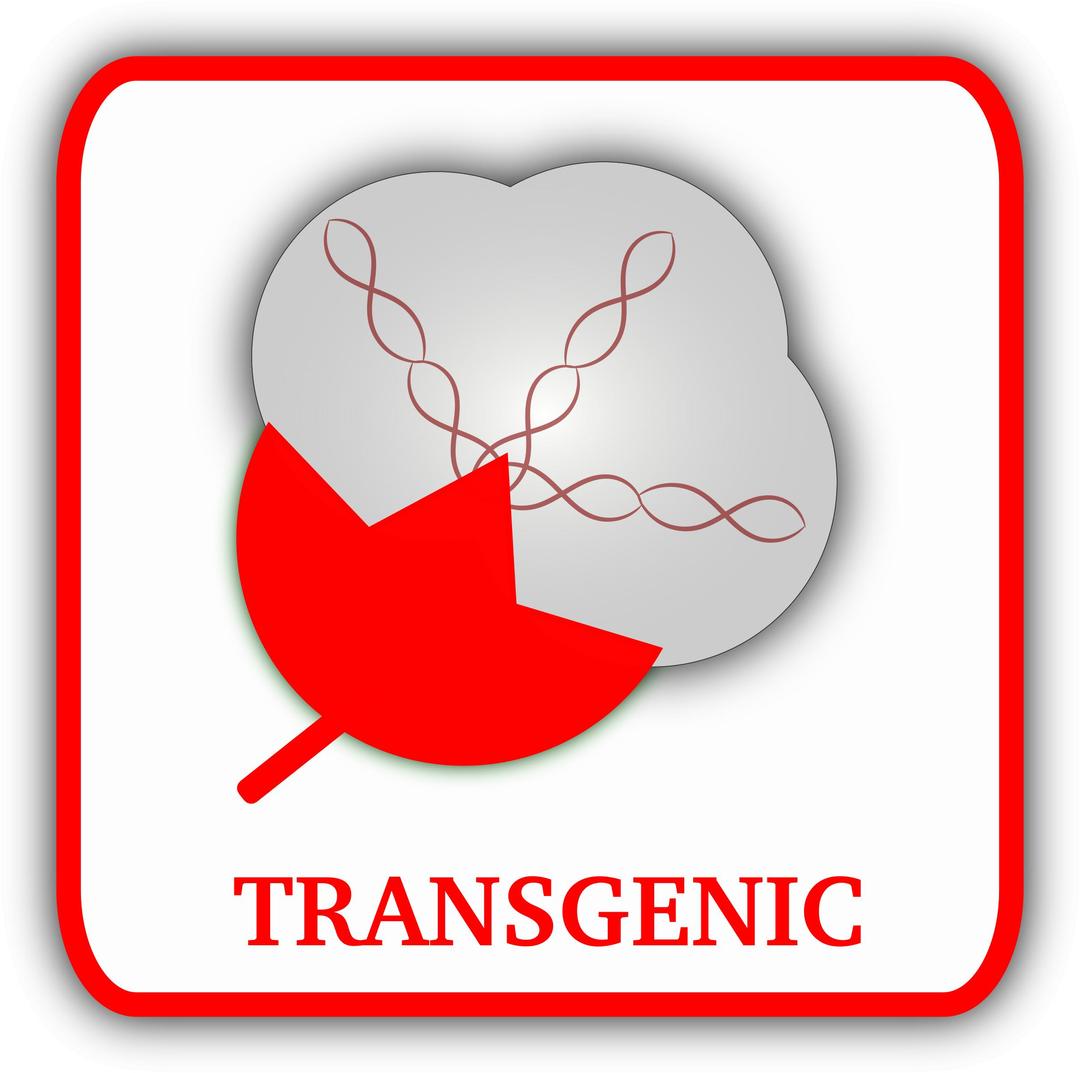 Cotton (Transgenic) png transparent