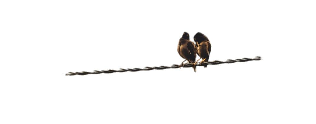 Couple Of Birds Perched on A Cable png transparent