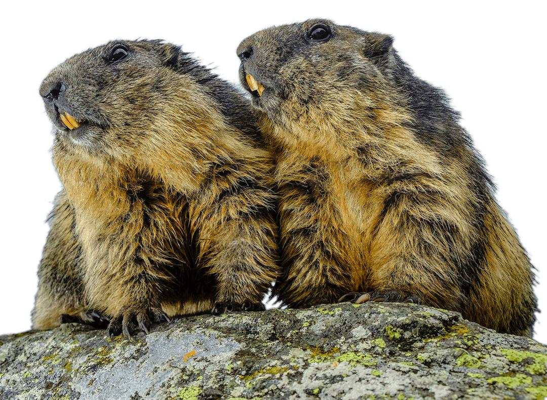 Couple Of Groundhogs png transparent