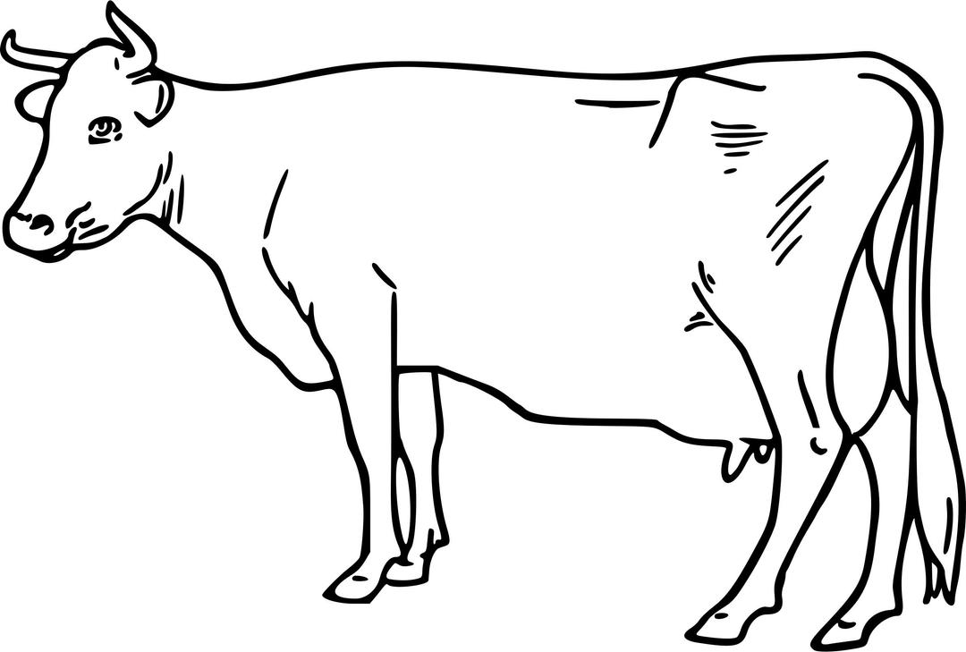 Cow 4 png transparent