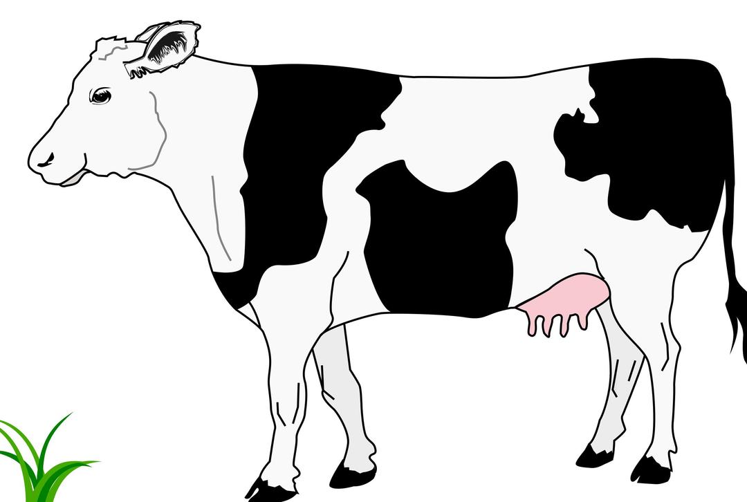 Cow black and white / Vache blanche et noire png transparent