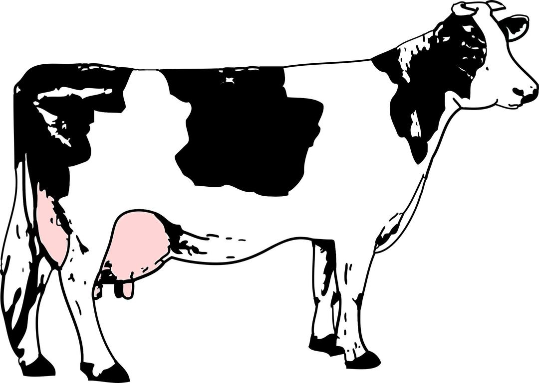 Cow black and white / Vache blanche et noire avec de l'herbe png transparent