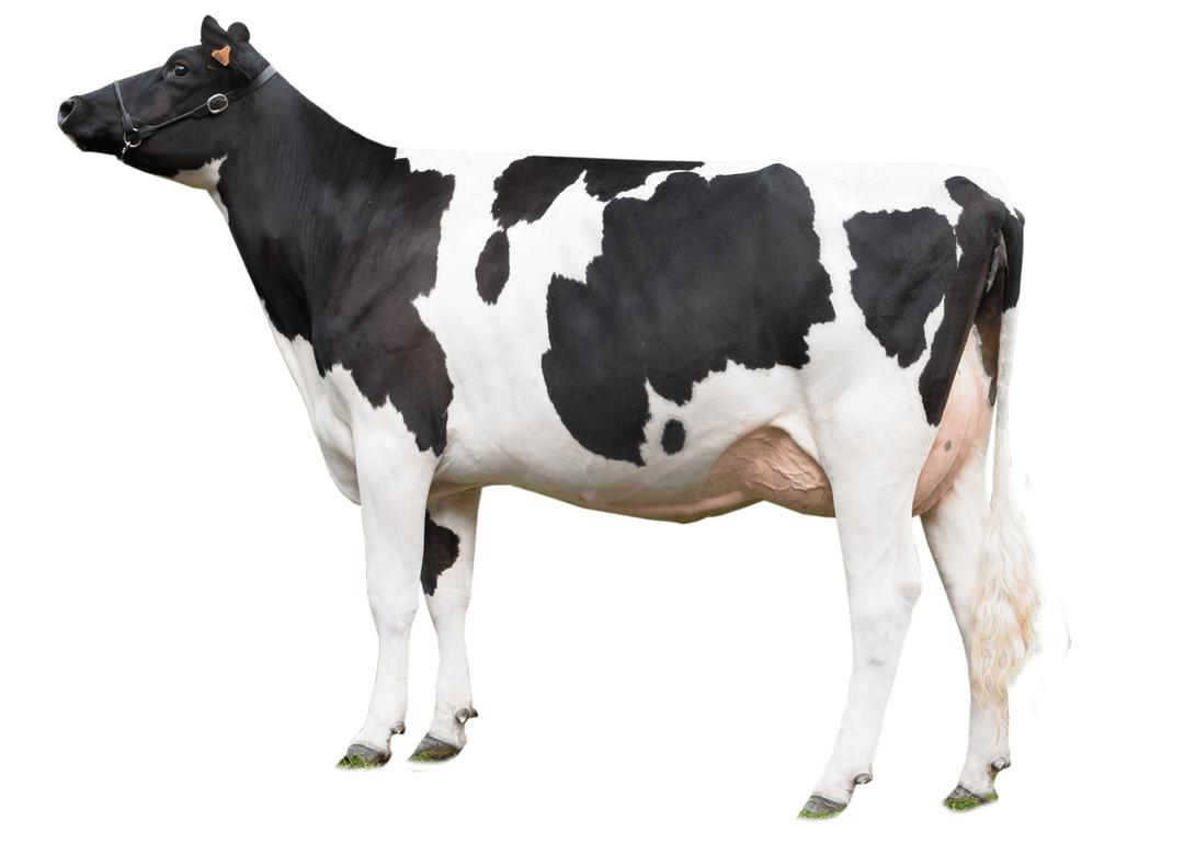 Cow Looking Left png transparent