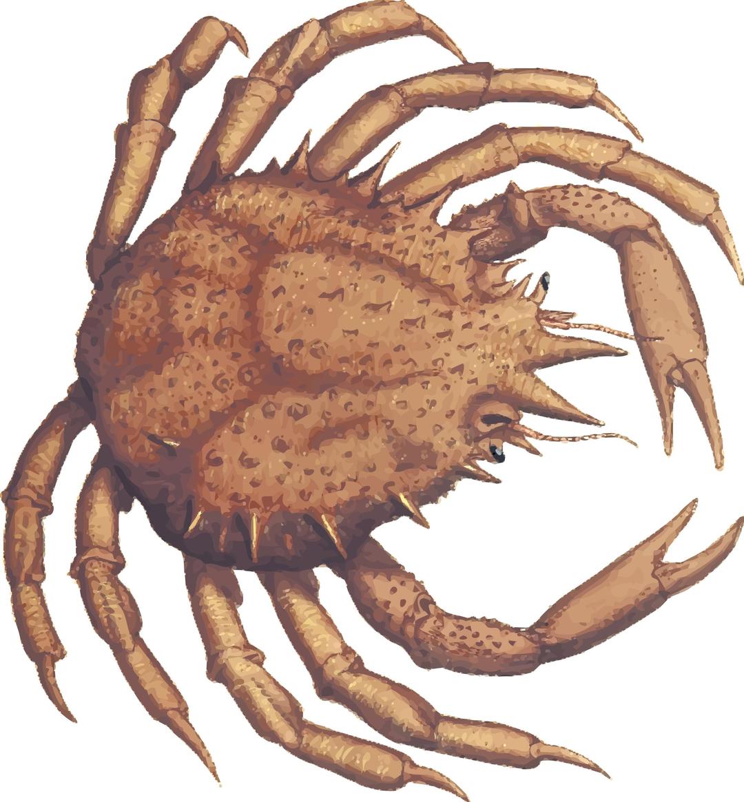 Crab 2 png transparent