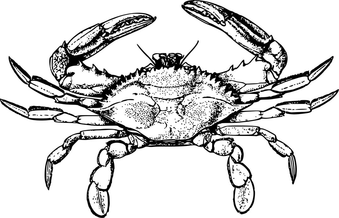 Crab 3 png transparent