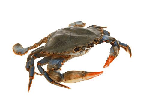 Crab Front png transparent