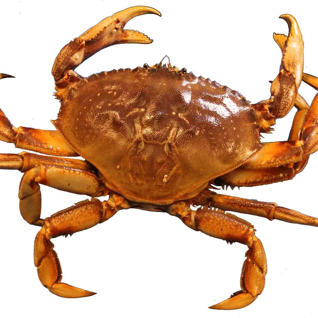 Crab png transparent