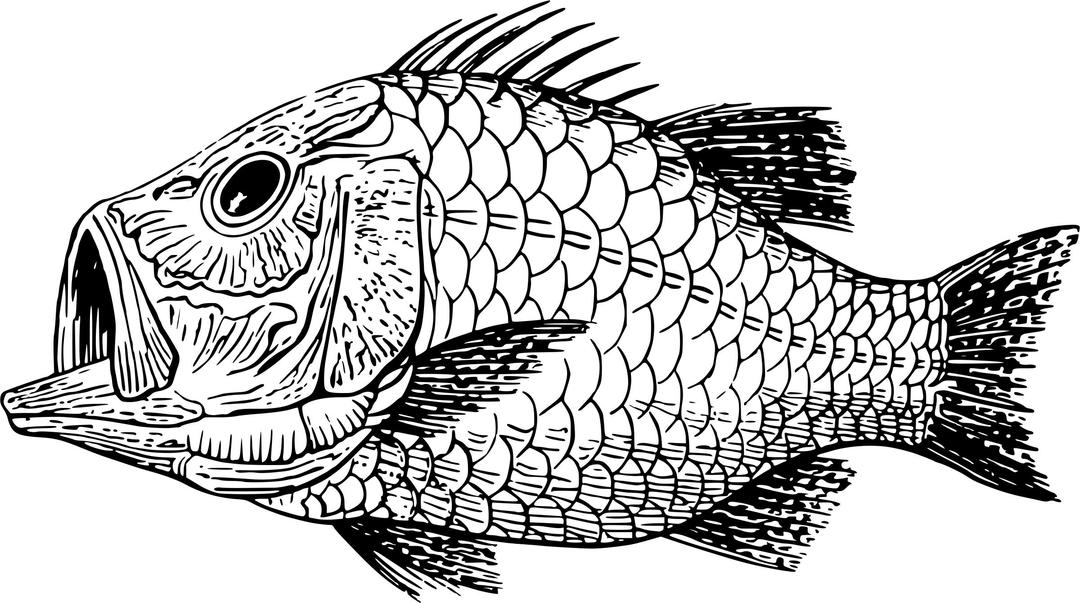 Cretaceous fish 1 png transparent