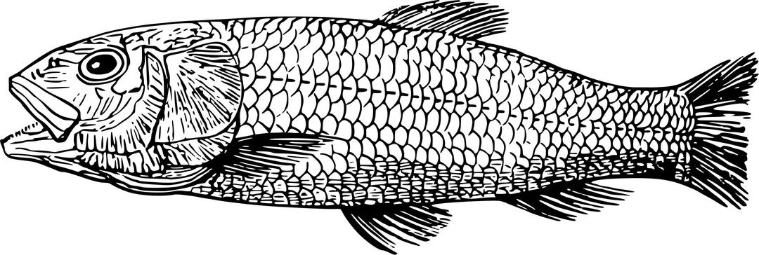 Cretaceous fish 2 png transparent