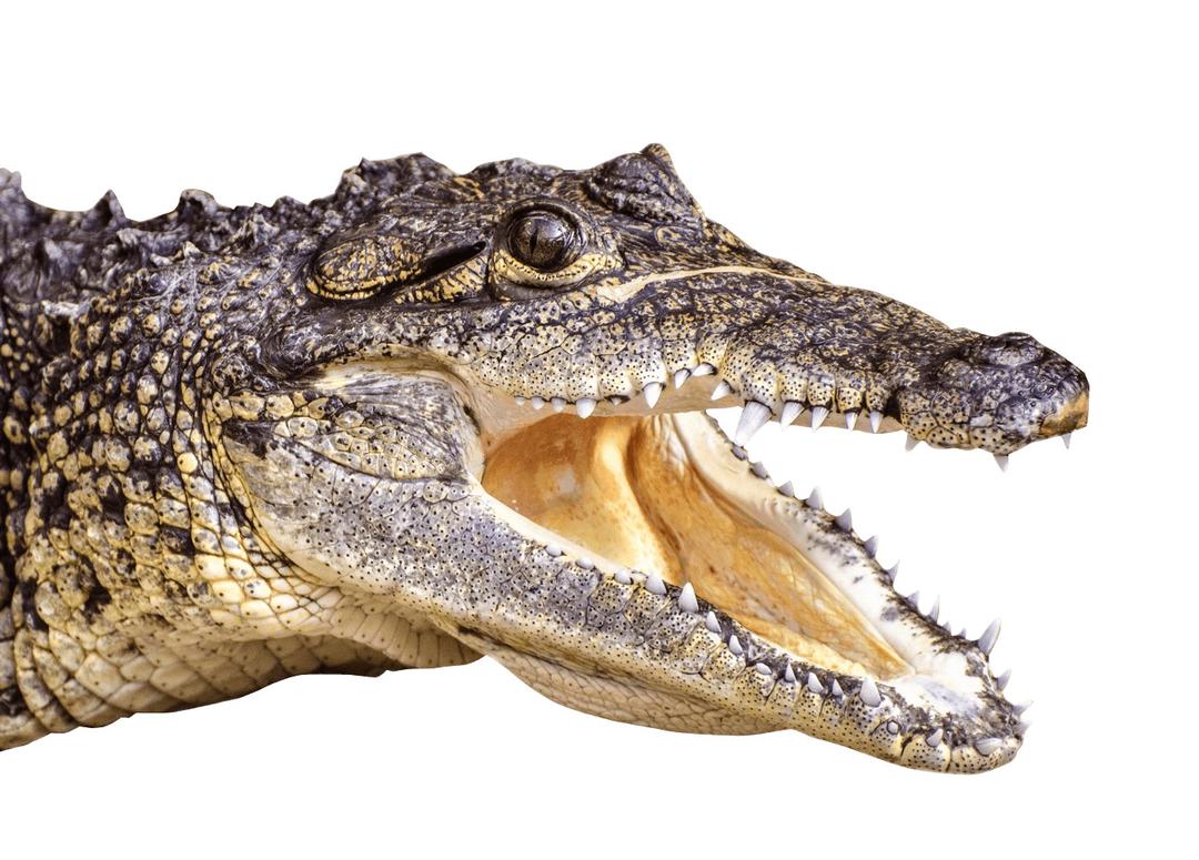 Crocodile Head Left png transparent