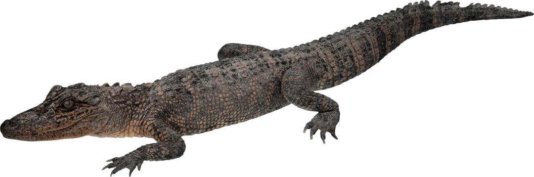Crocodile Walking png transparent