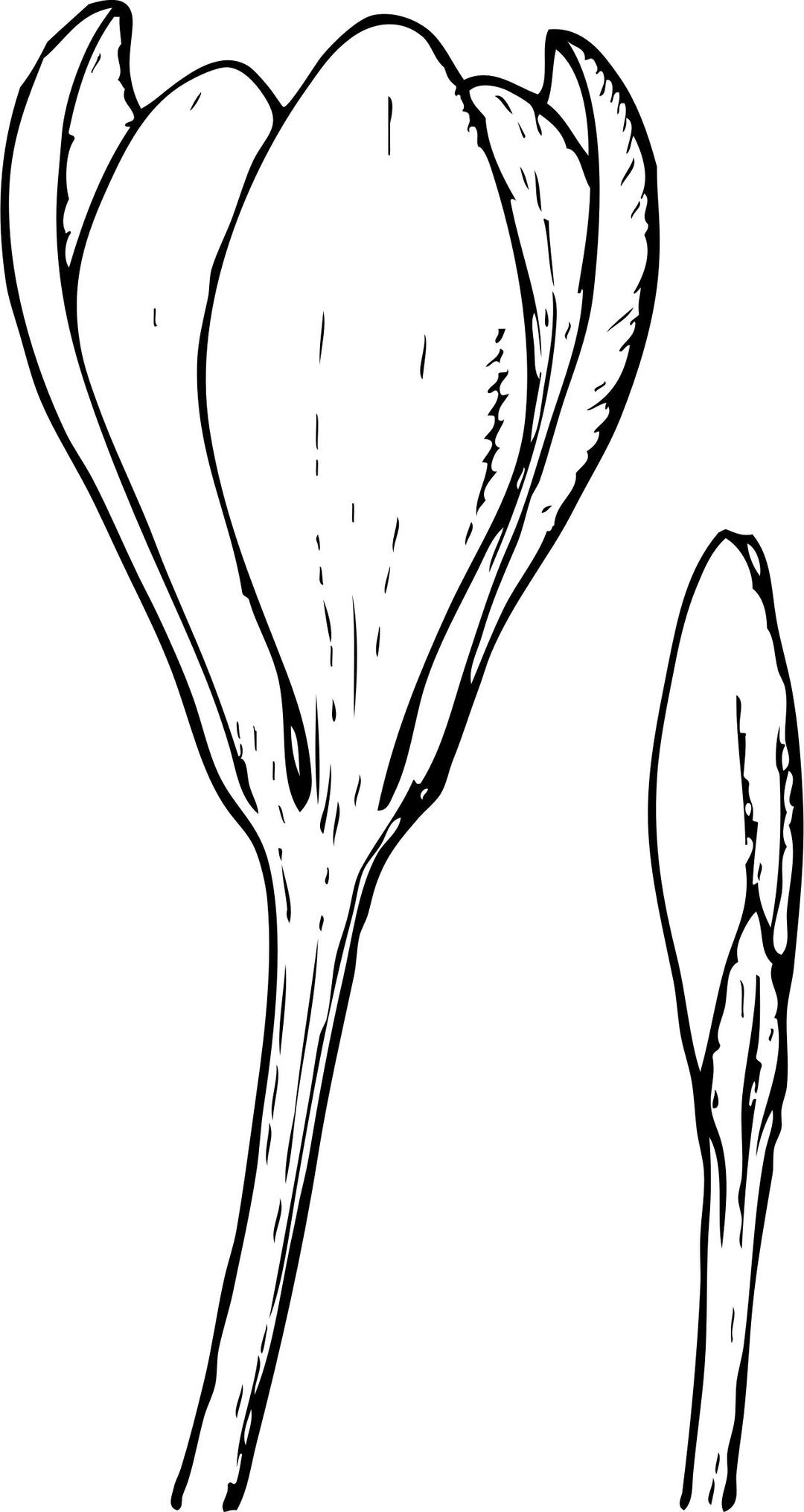 crocus flower and bud png transparent