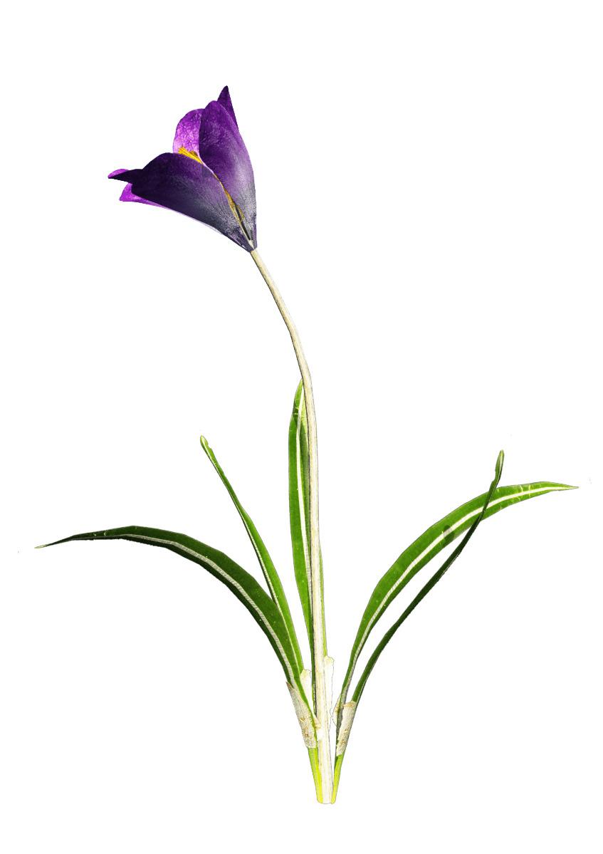 Crocus Purple Flower png transparent