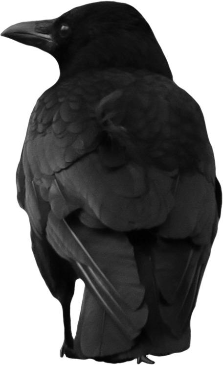 Crow Large Back png transparent