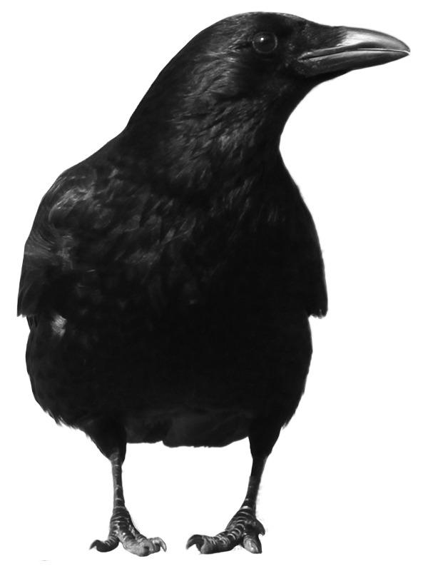 Crow Large Front png transparent
