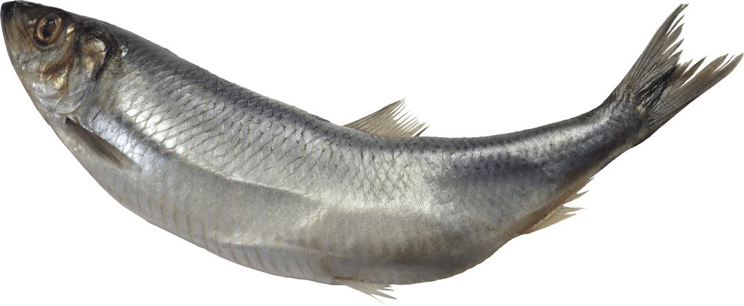 Curved Fish png transparent