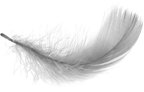 Curved White Feather png transparent