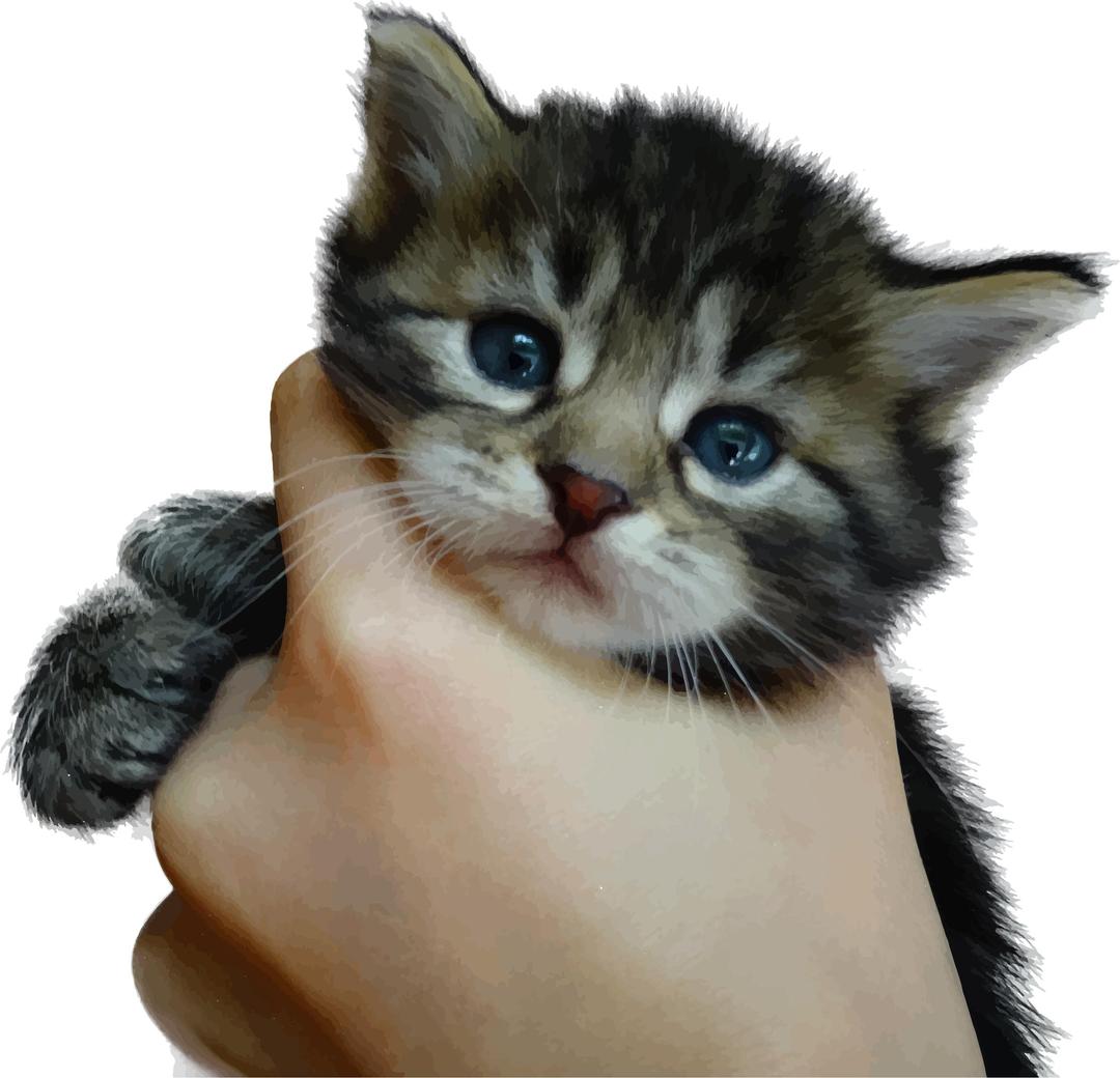 Cute Kitten png transparent
