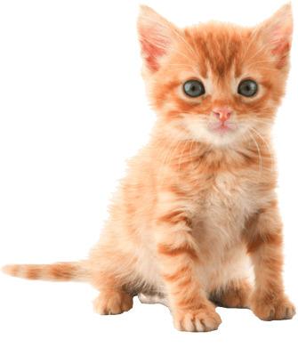 Cute Kitten png transparent