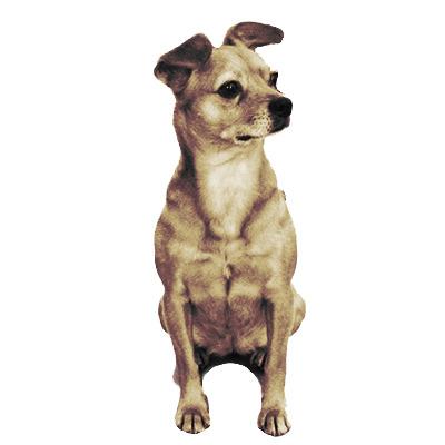 Cute Little Dog Looking Right png transparent