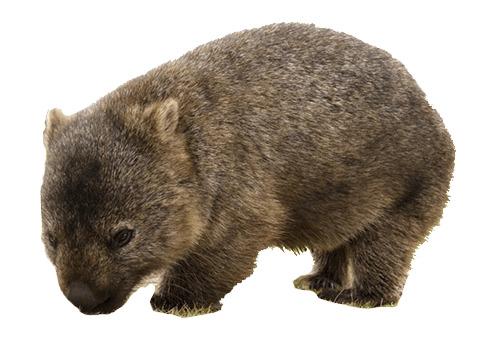 Cute Wombat png transparent