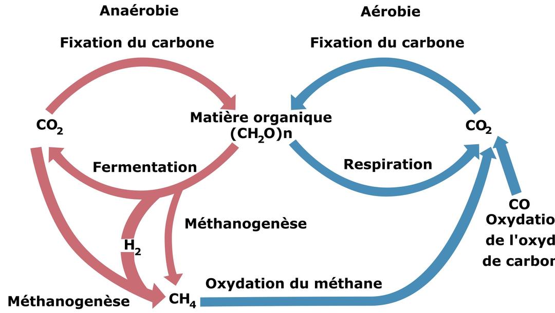cycle biologic of carbon png transparent