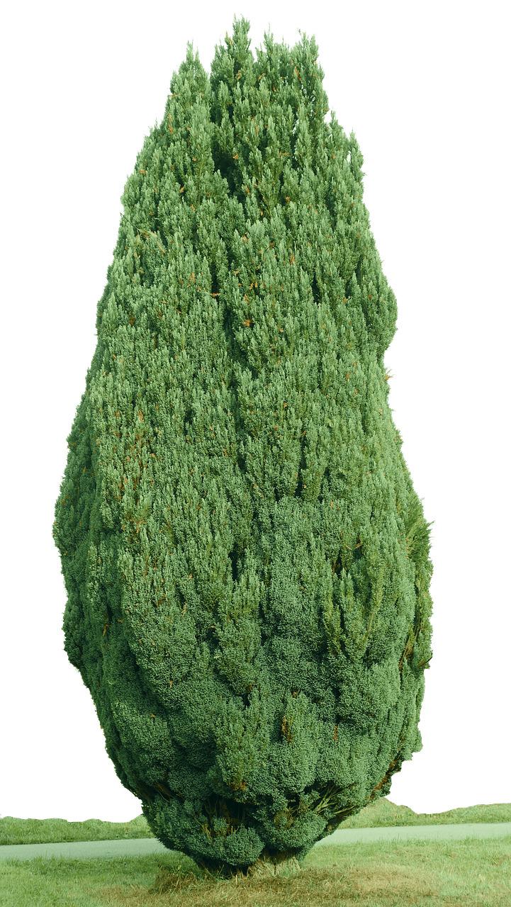 Cypress Tree png transparent